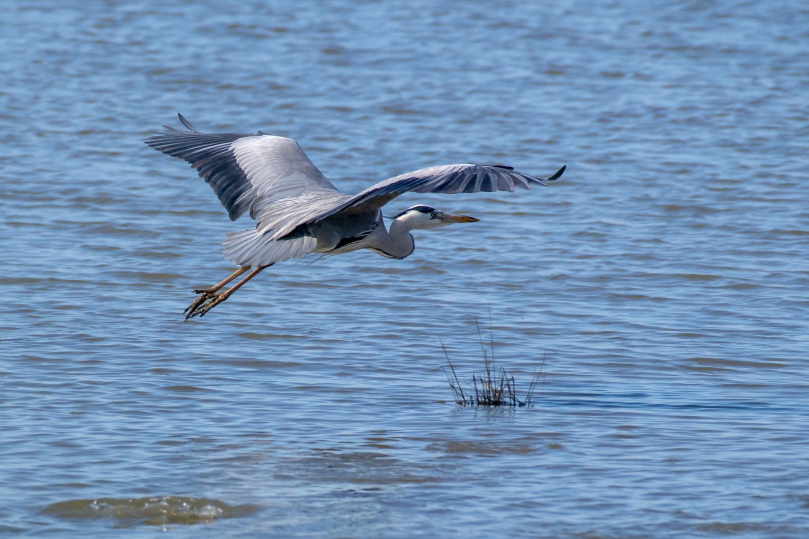 Grey Heron