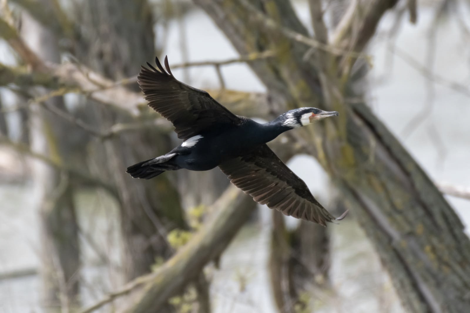 Cormorant