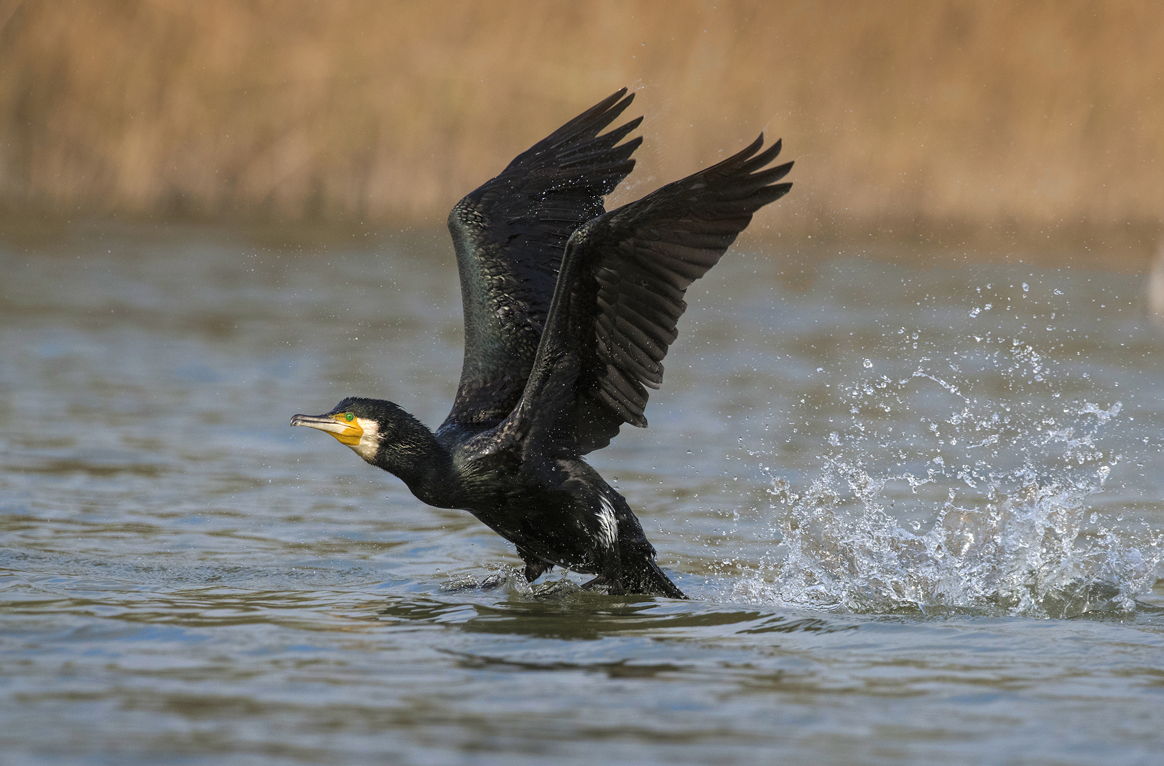 cormorano