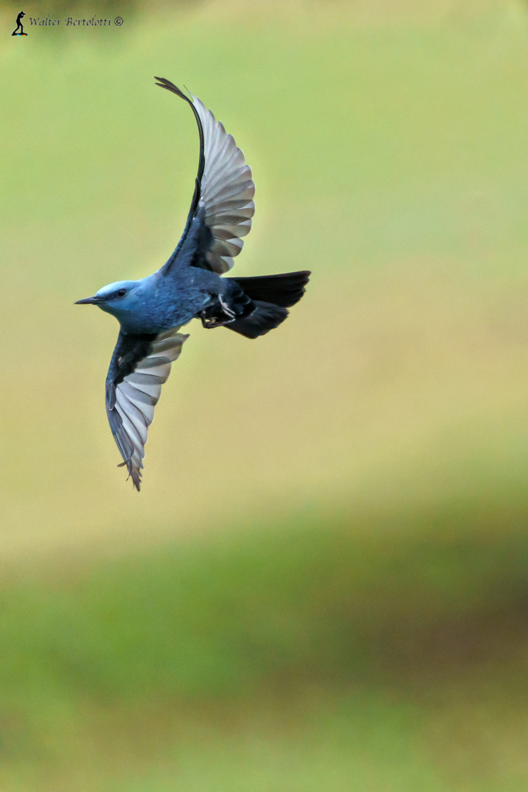 evoluzioni passeracee