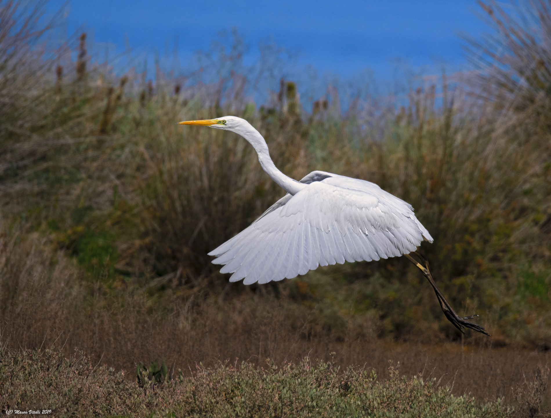 The detachment of the major (Casmerodius albus)