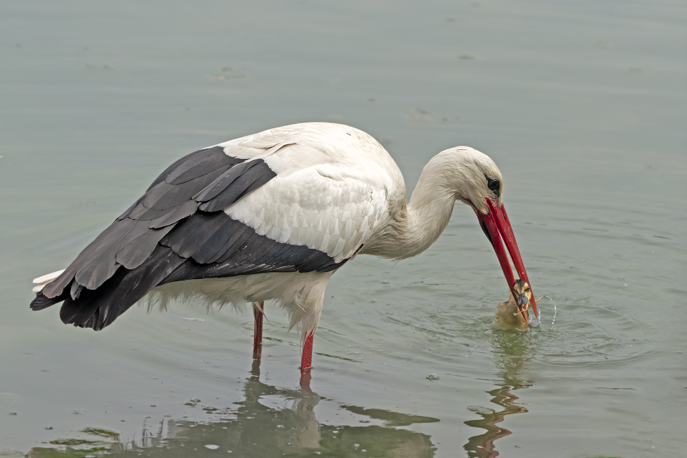 La cacciatrice spietata