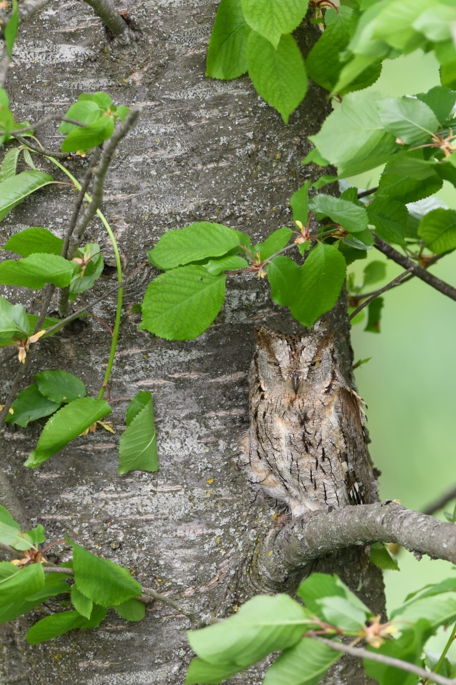 Assiolo su ciliegio selvatico.