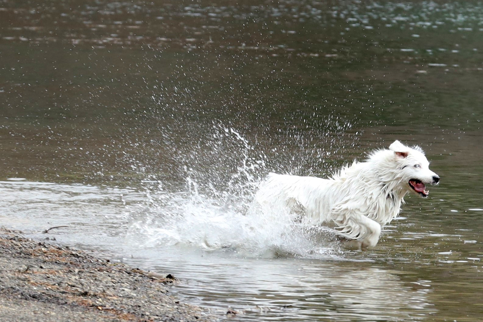 Il bastone e "la Neve"