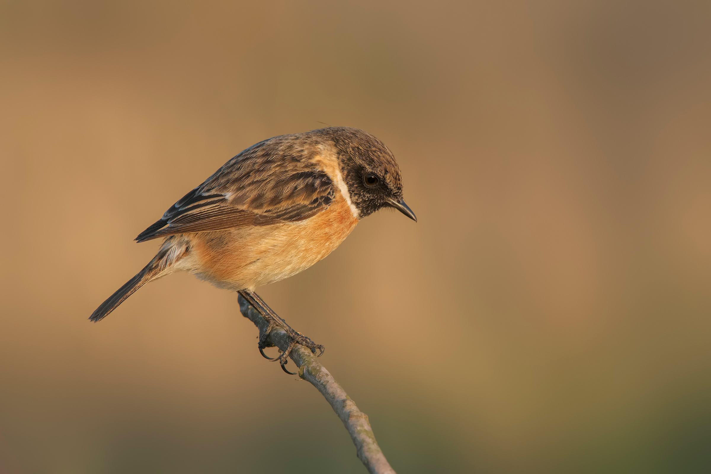 Saltimpalo (Saxixola Rubicola)