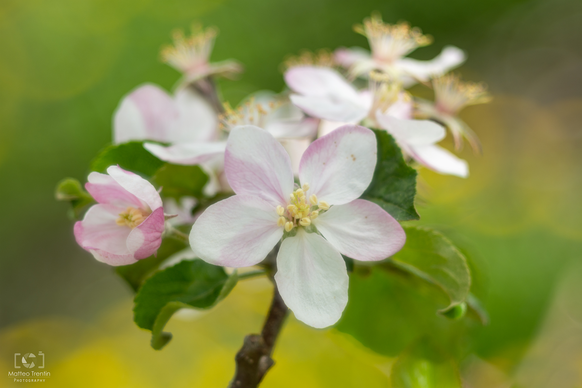 APPLE BLOSSOM