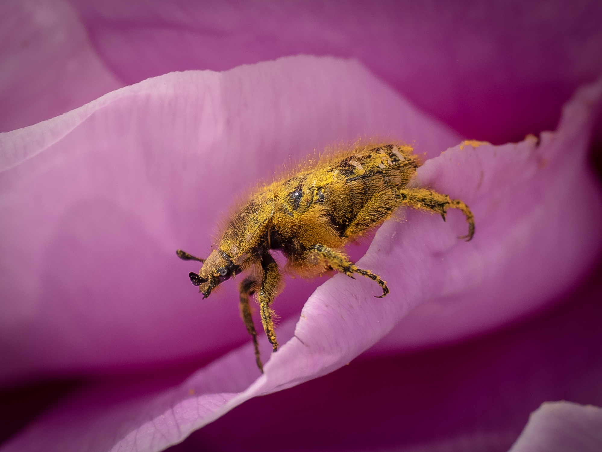 Bath in the pollen