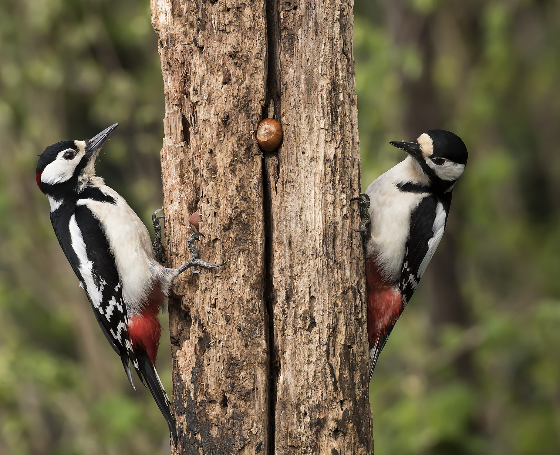 La disputa per la nocciolina