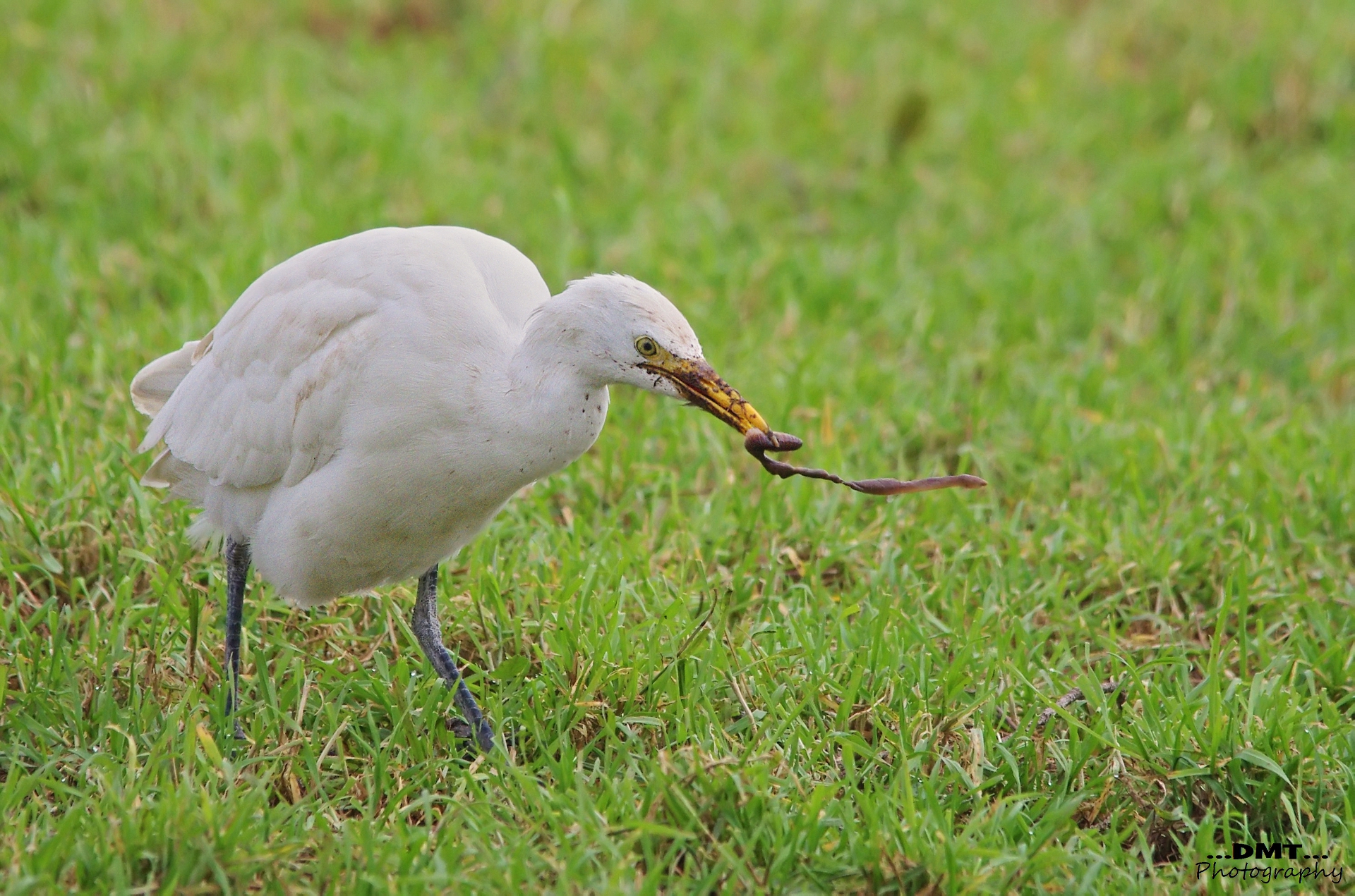 Guardabuoi for lunch