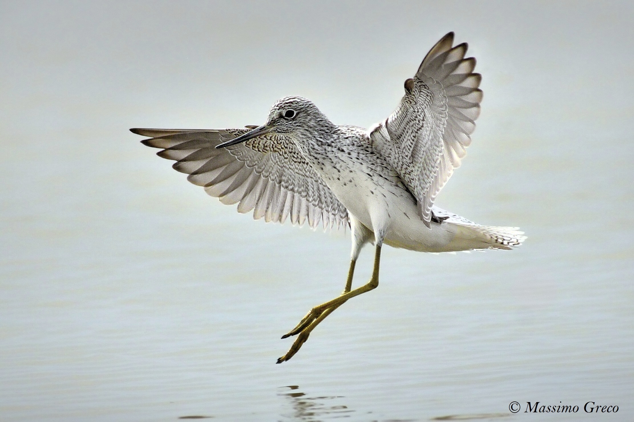 Pantana (Tringa nebularia)