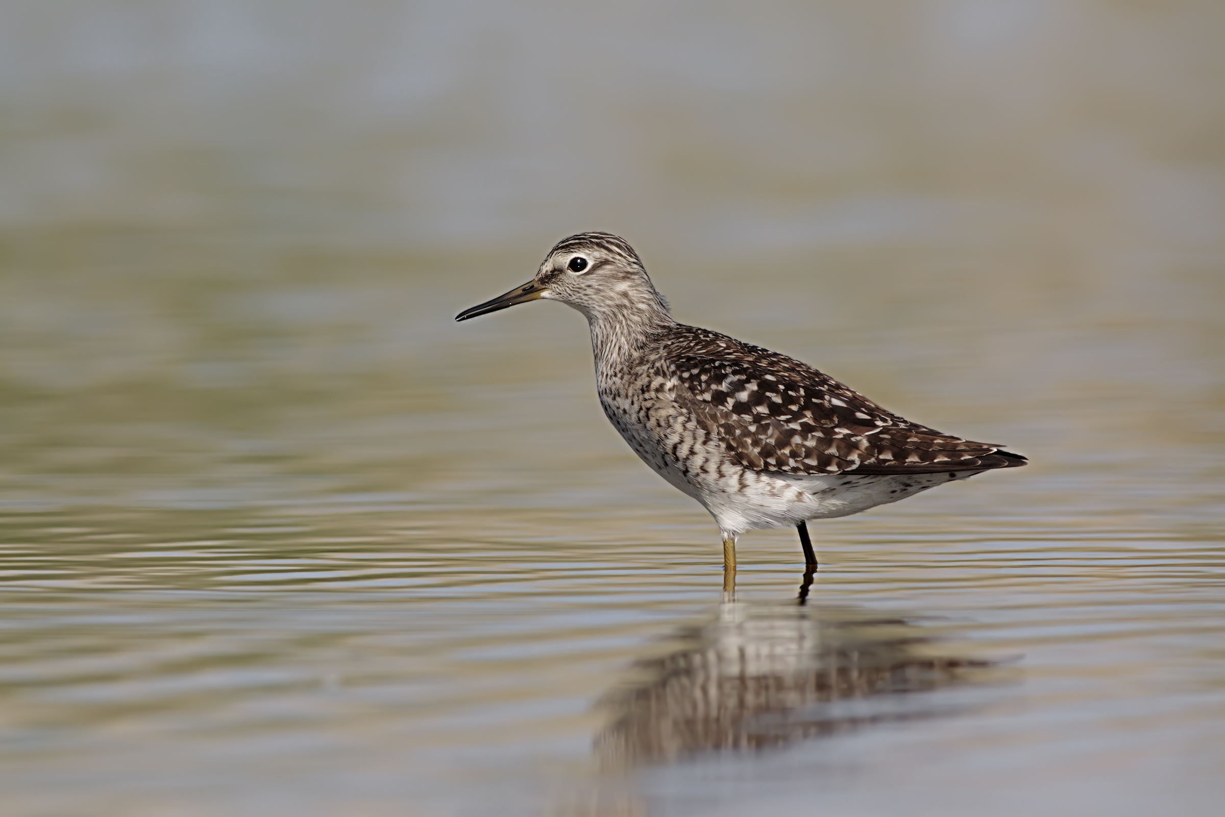 Piro Piro Boschereccio