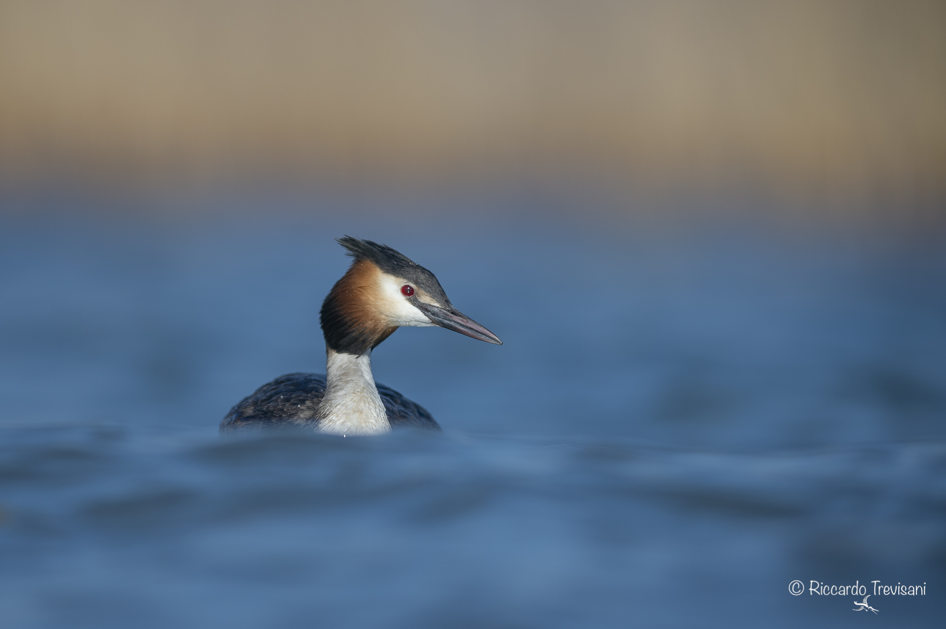 Major Crested Grebe
