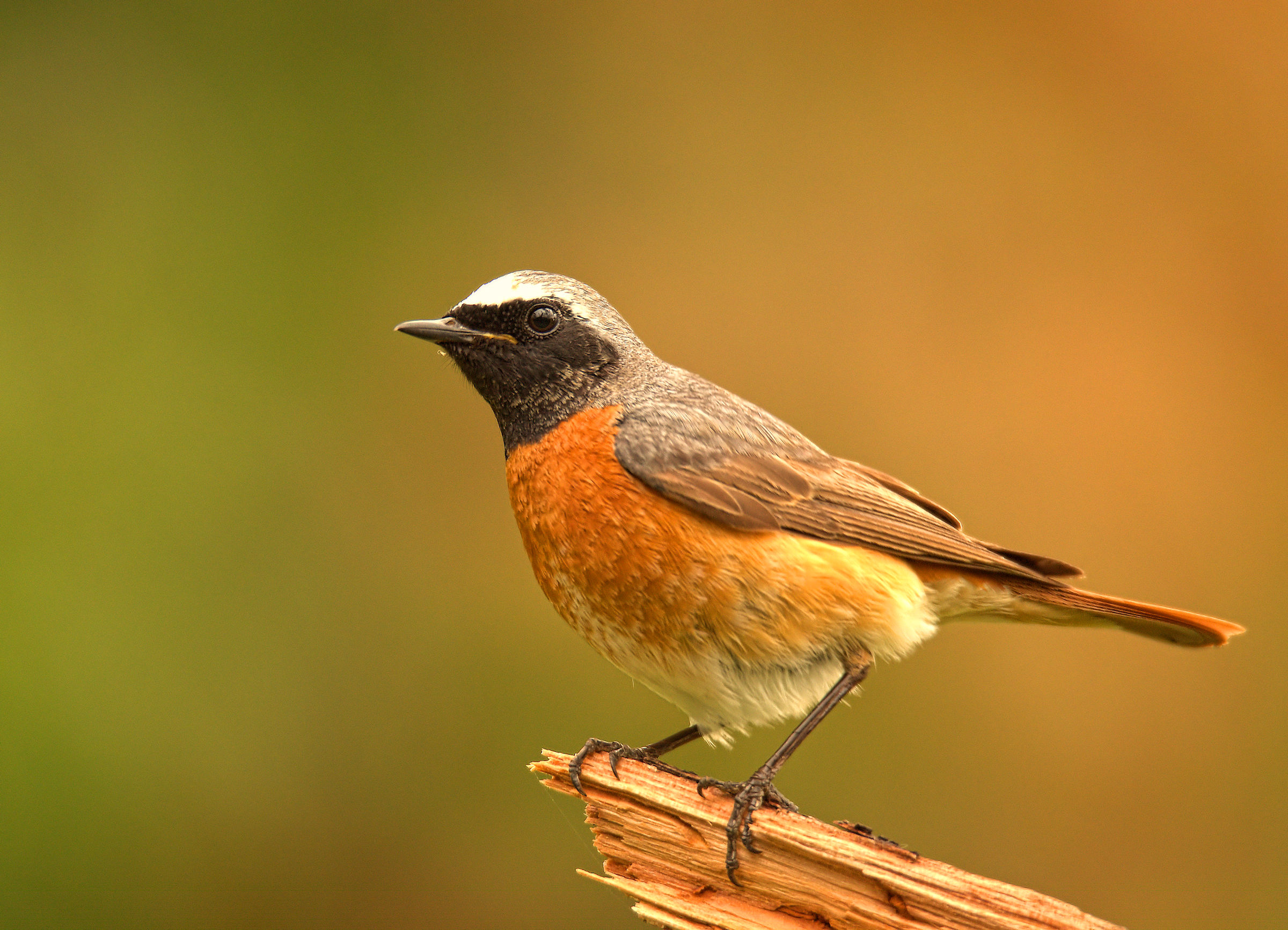 Male Common Redlight