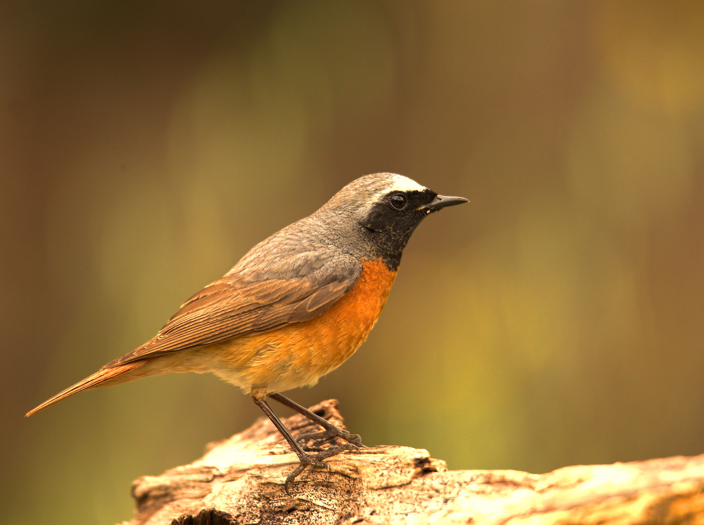 Male Common Redlight