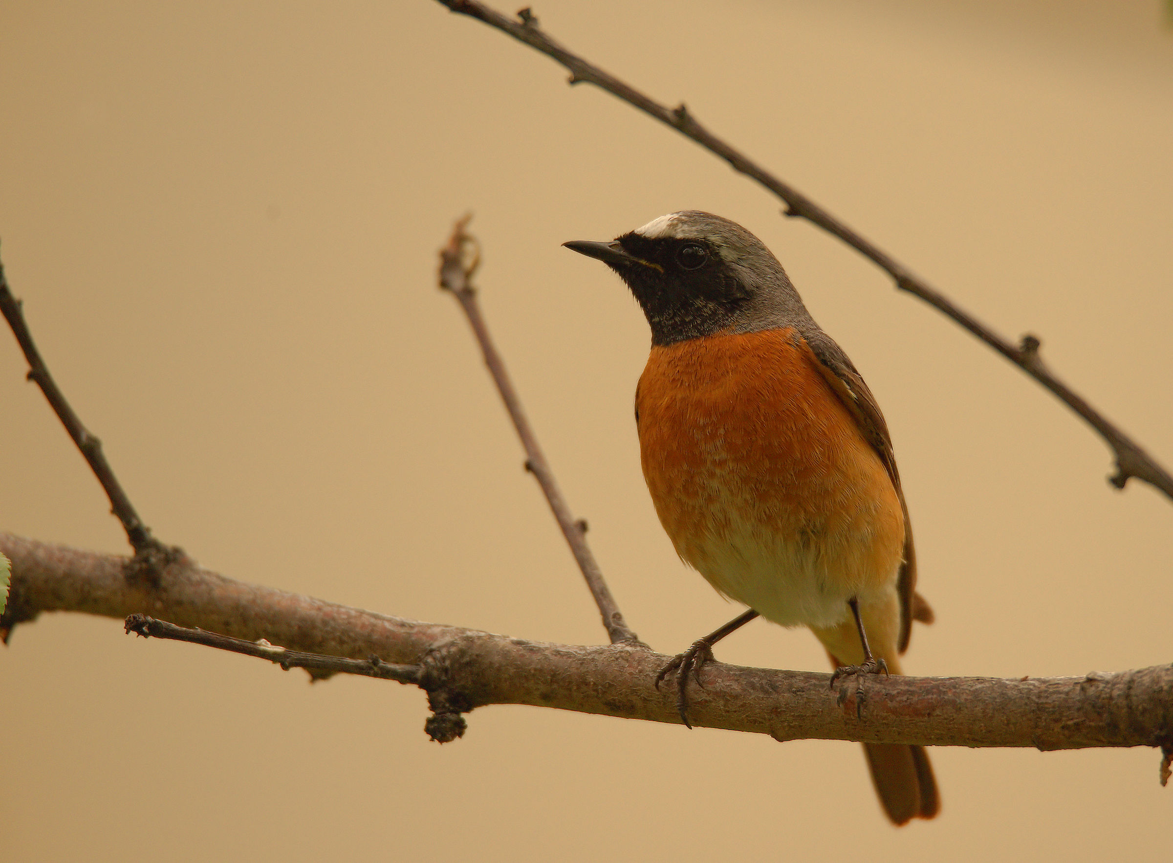 Male Common Redlight