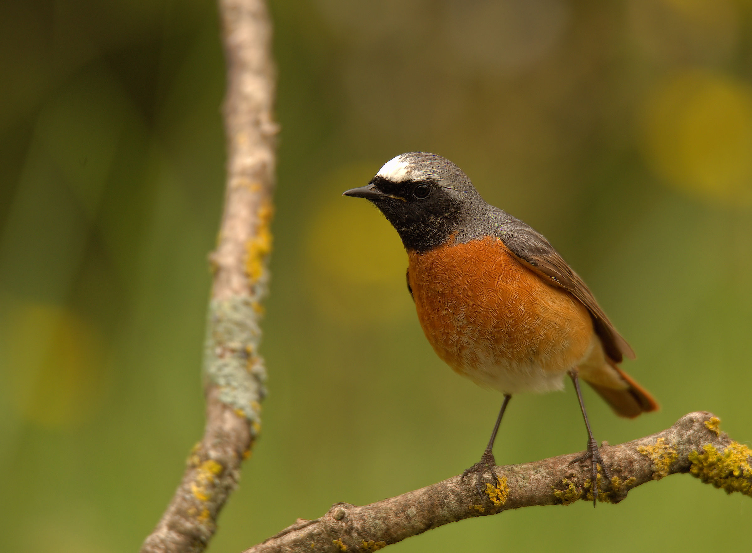 Male Common Redlight