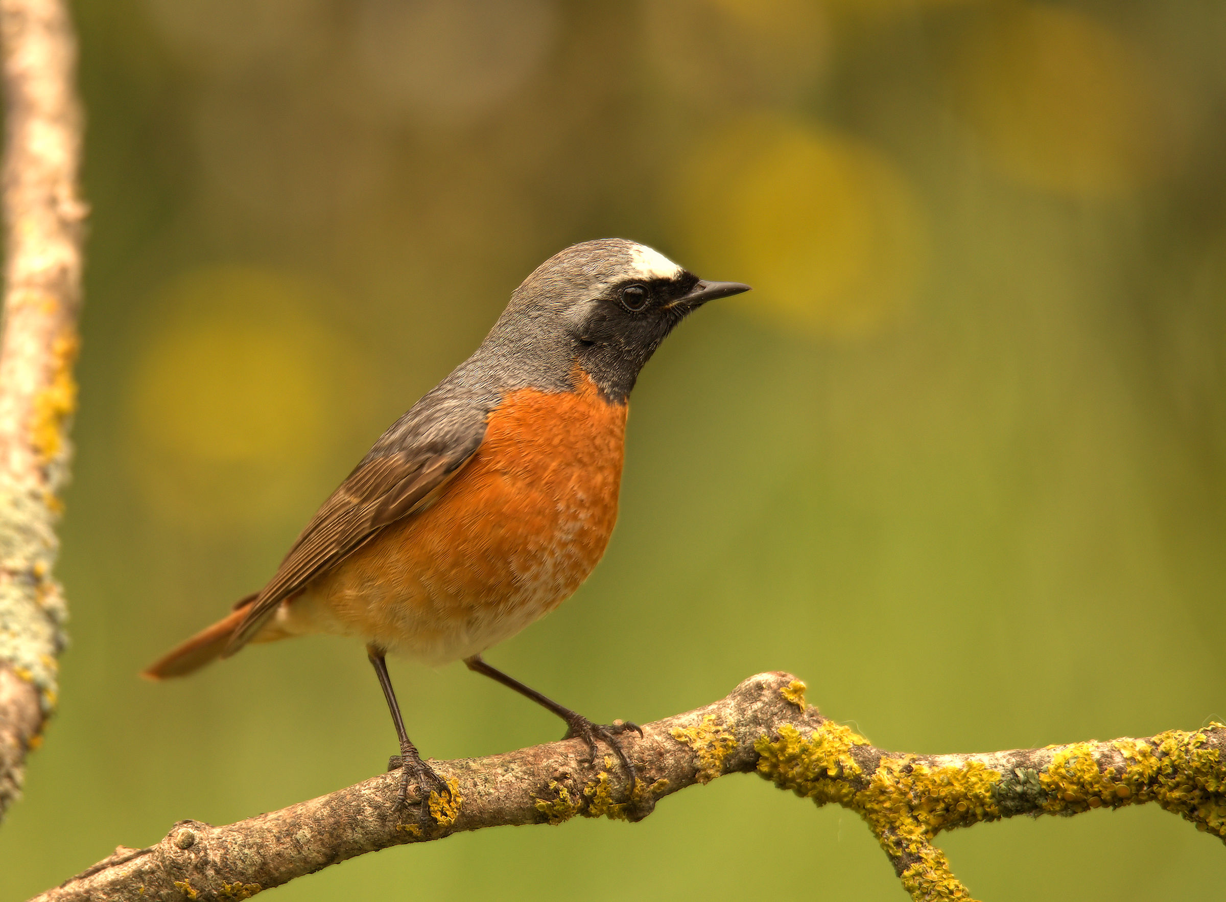 Male Common Redlight