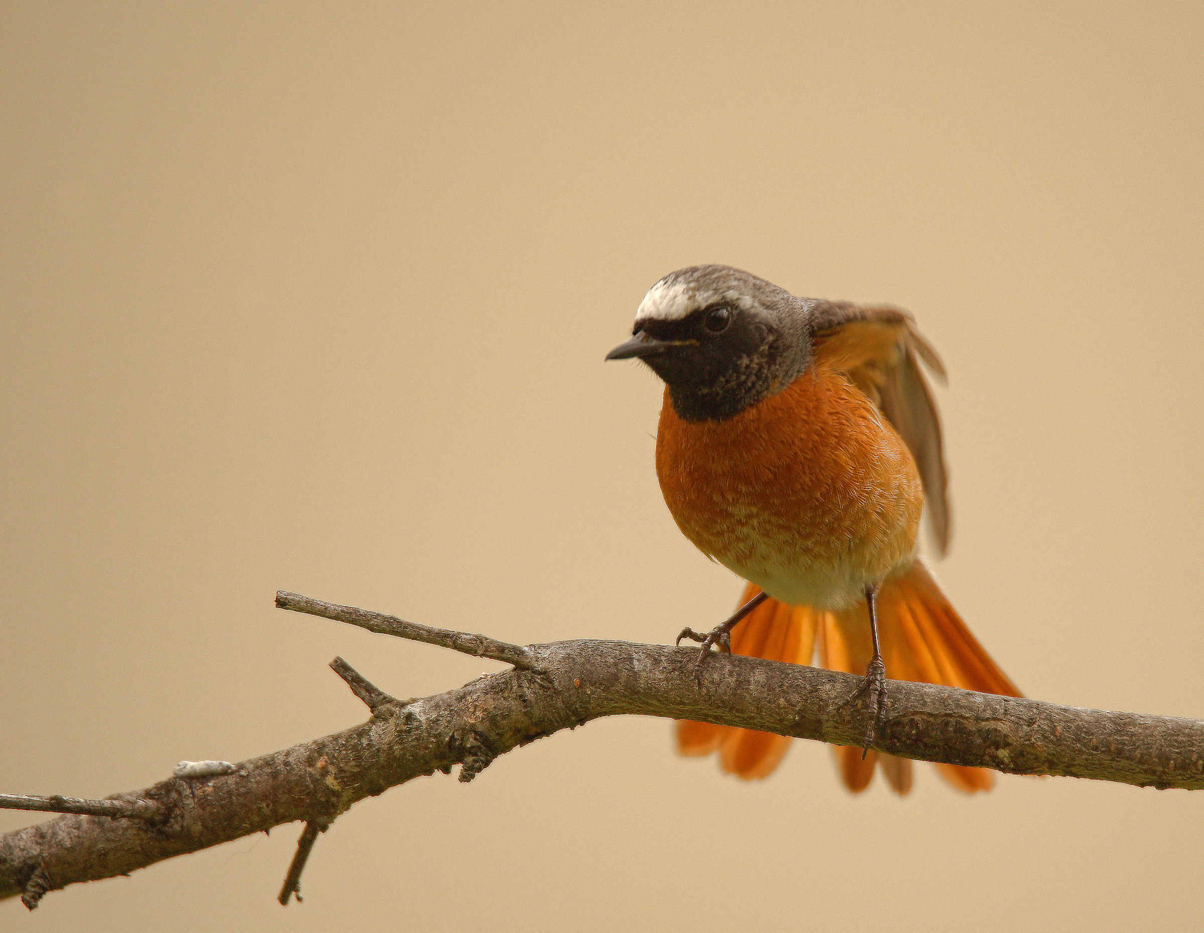 Male Common Redlight