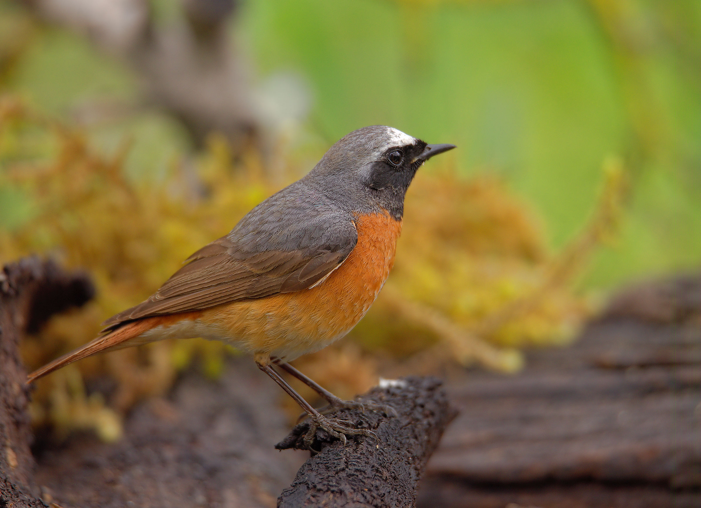 Male Common Redlight