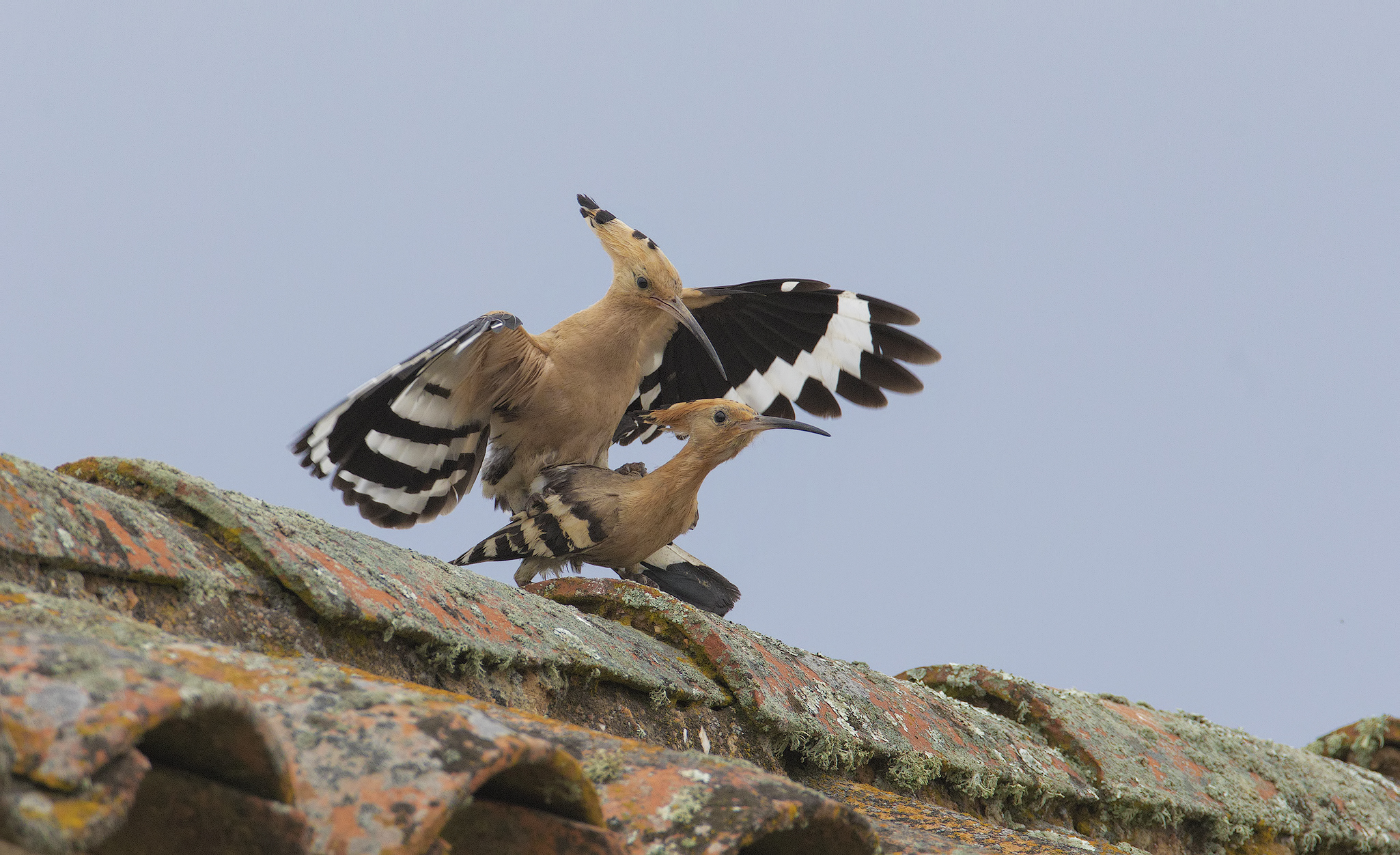 Hoopoe (Hoopoe epops) in mating