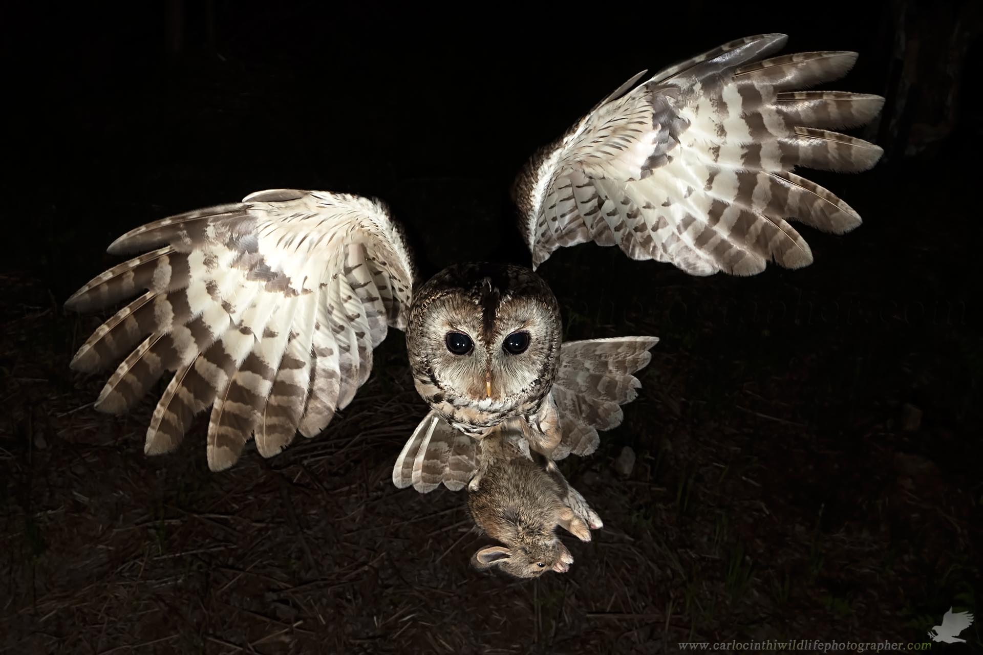Tawny Owl with Mini hare
