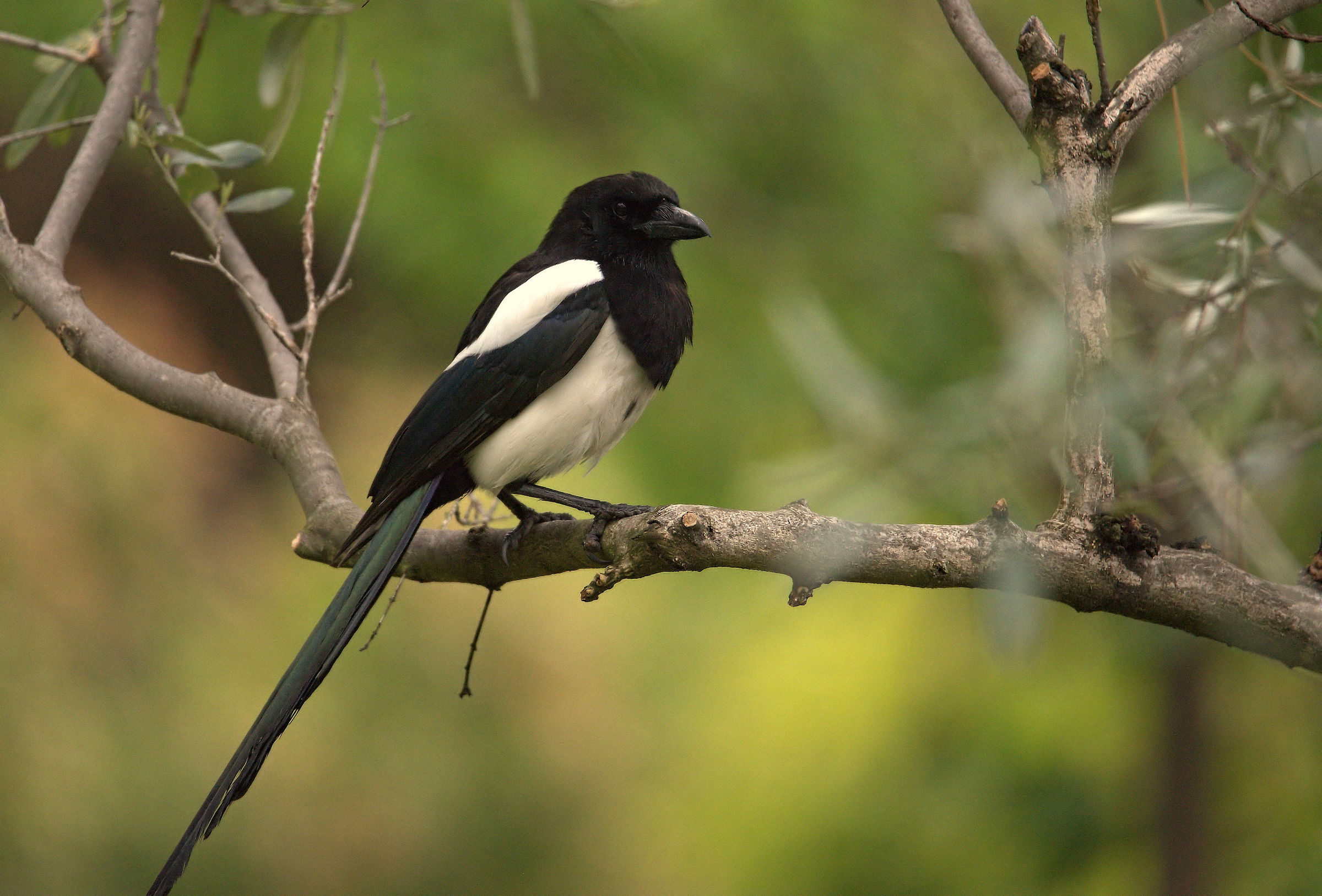 Magpie