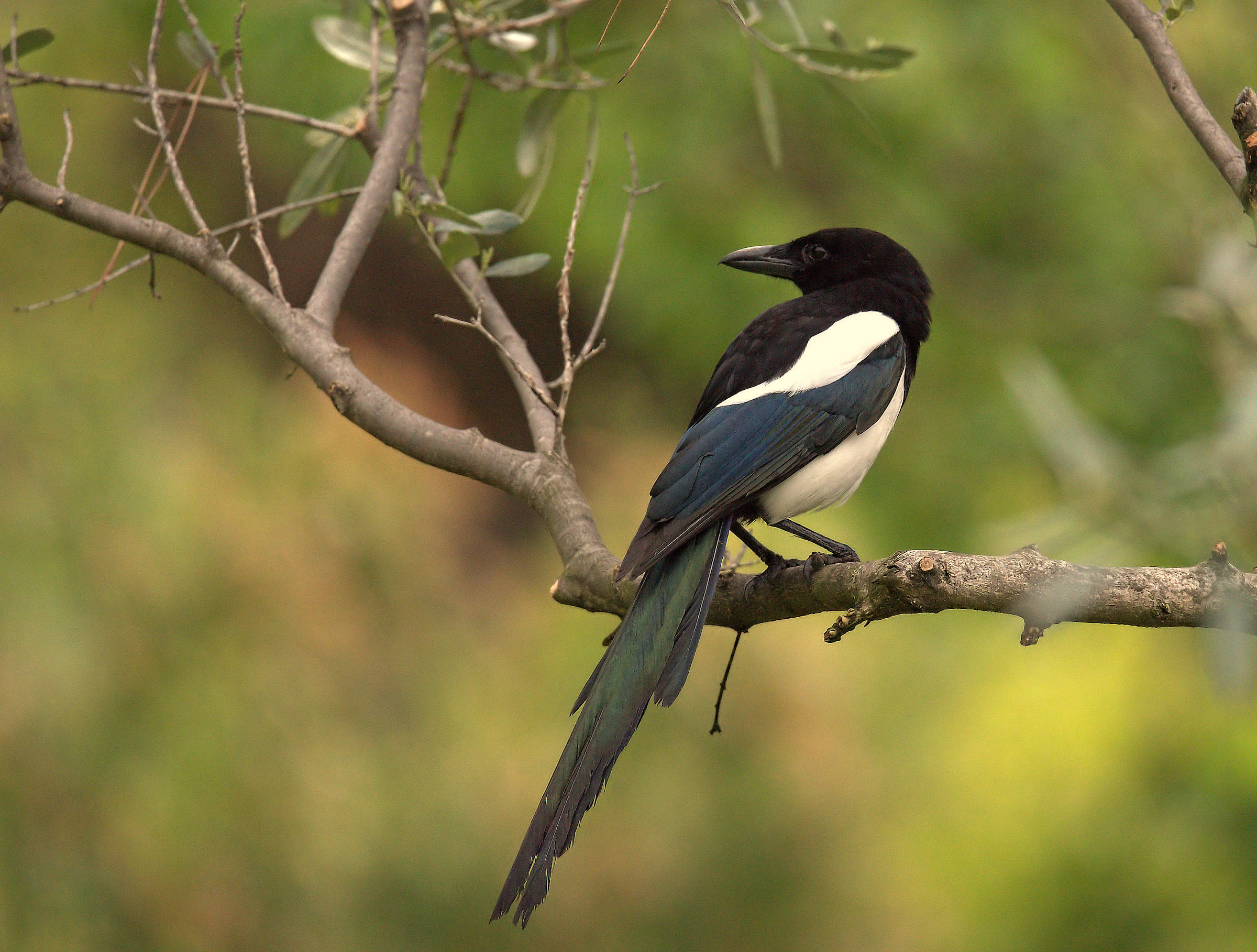 Magpie