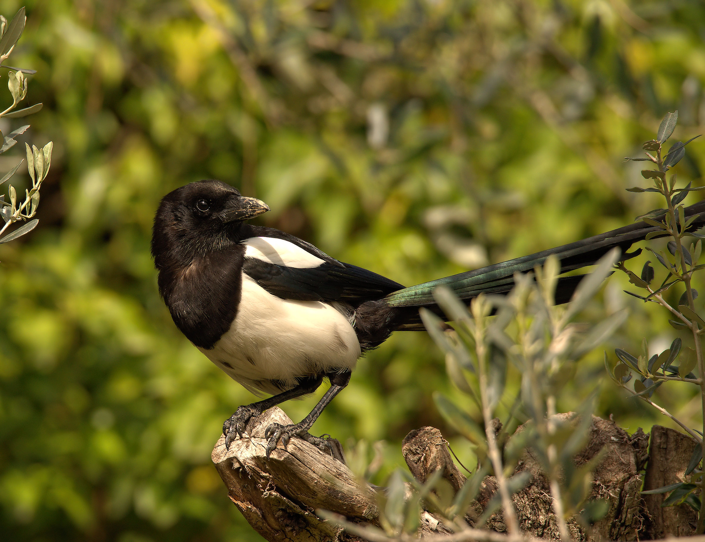 Magpie
