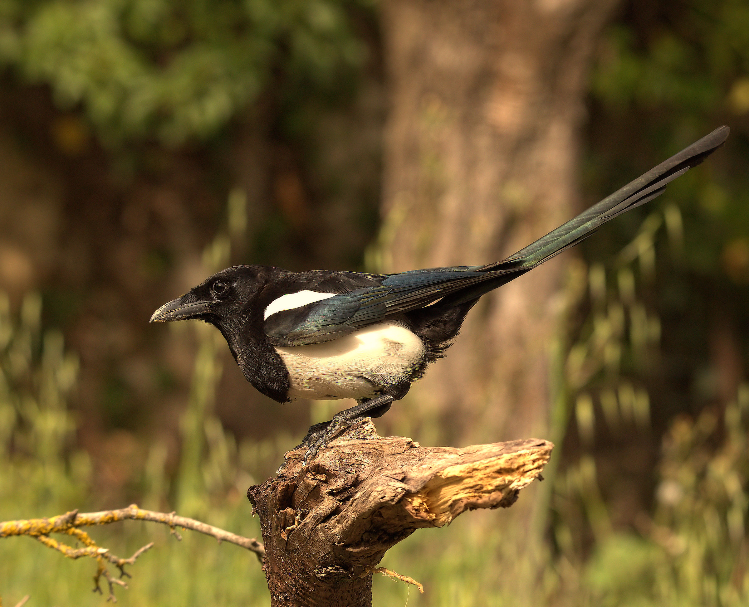 Magpie
