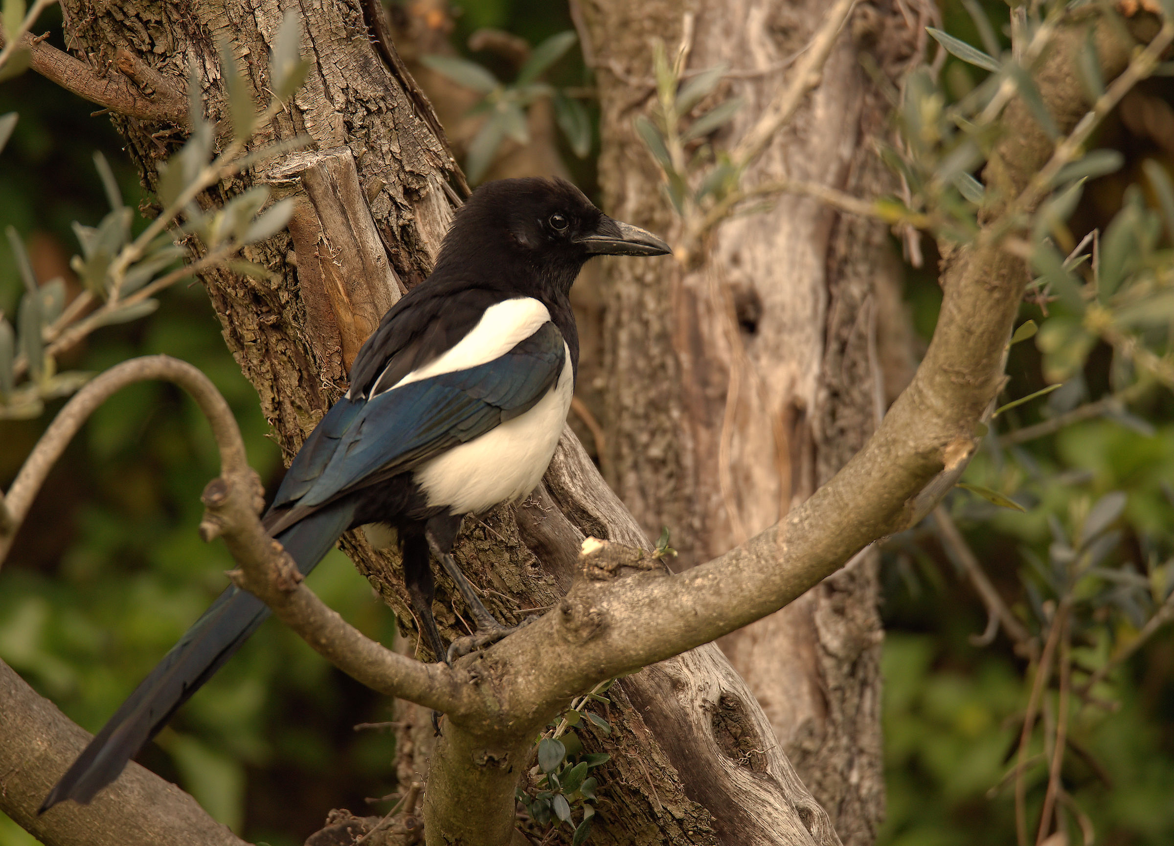 Magpie