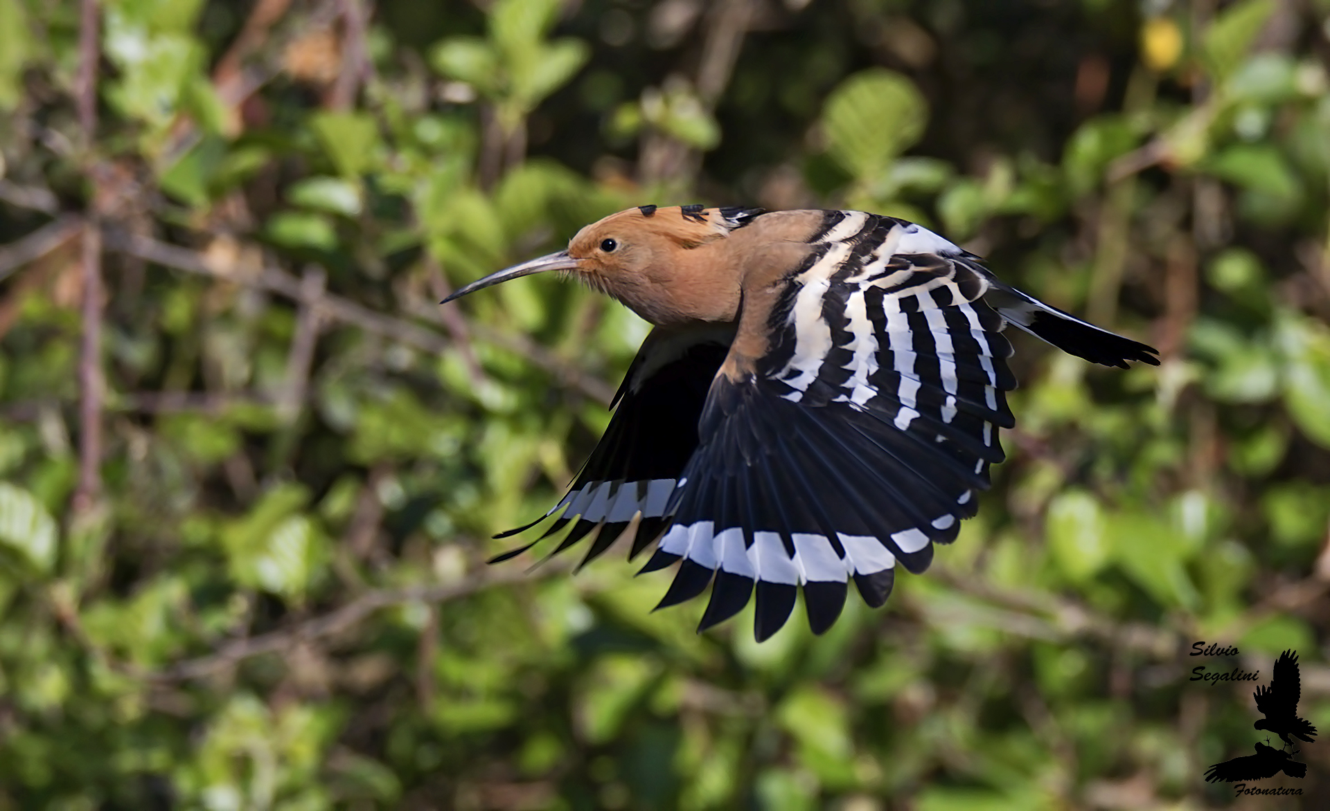 Hoopoe