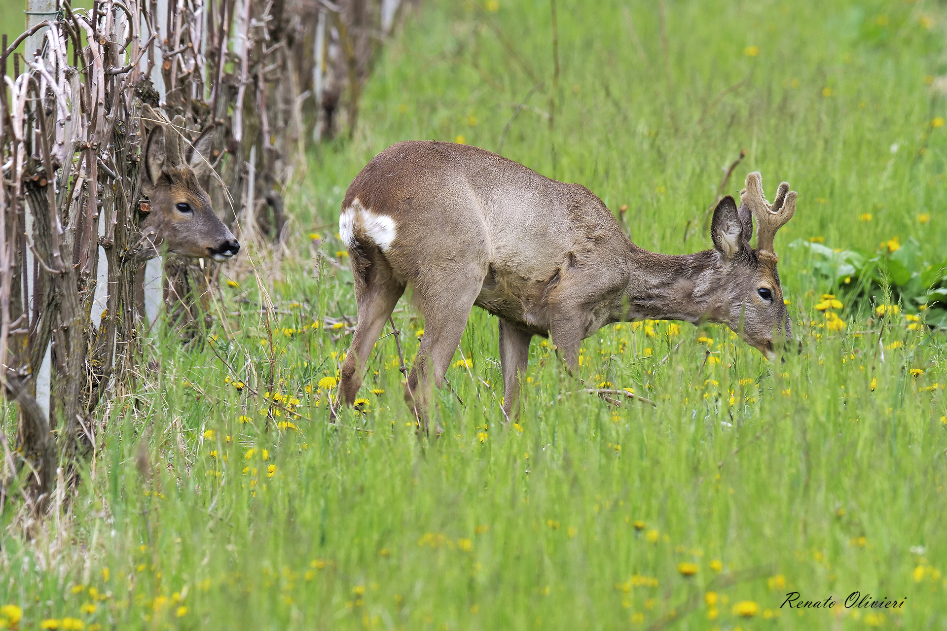 Caprioli nel vigneto
