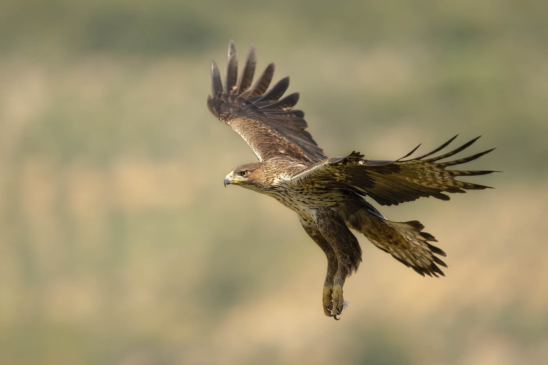 Aquila del bonelli femmina