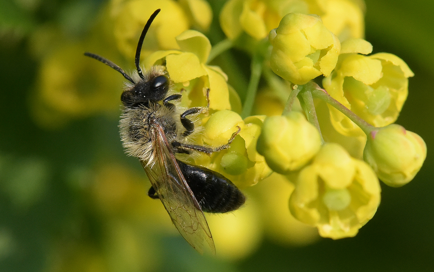 Pollinators and pollinated