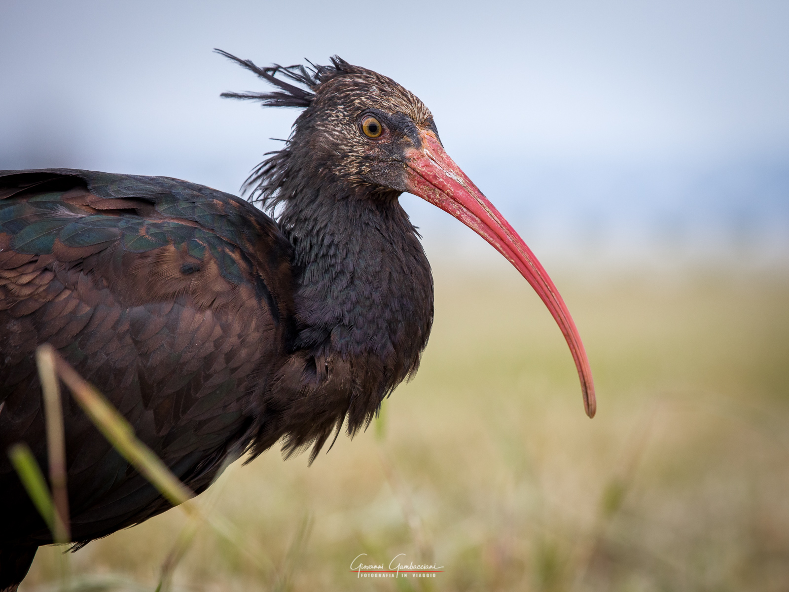 Hermit Ibis