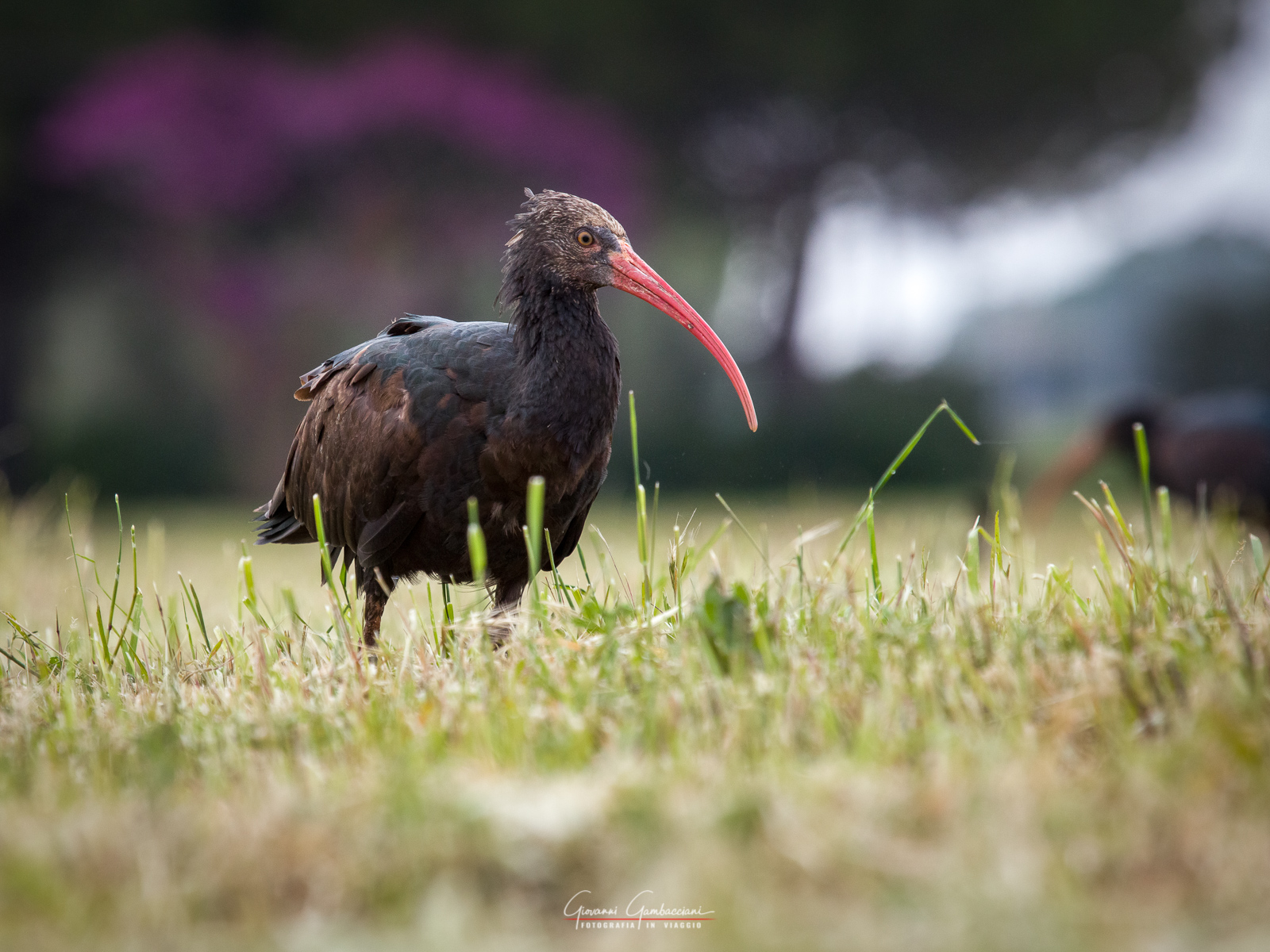 Hermit Ibis