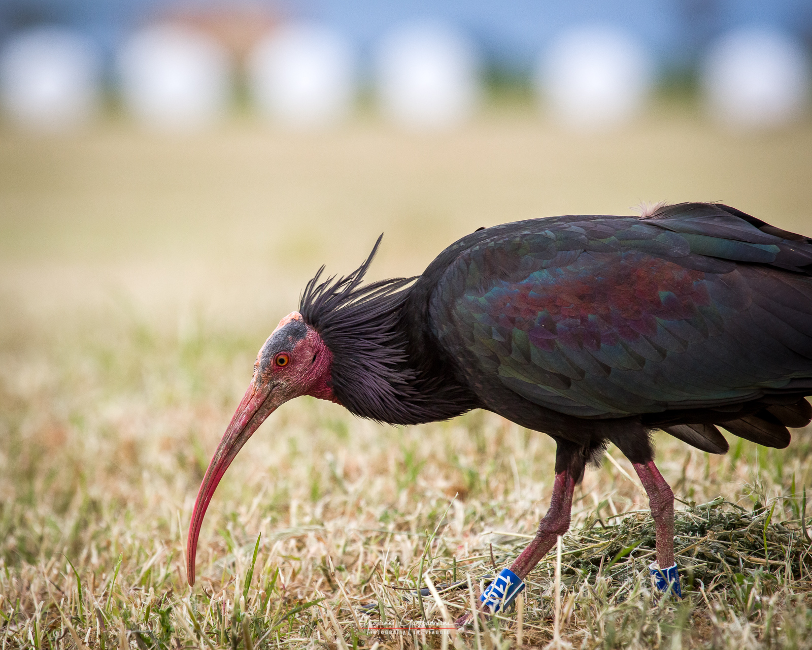 Hermit Ibis