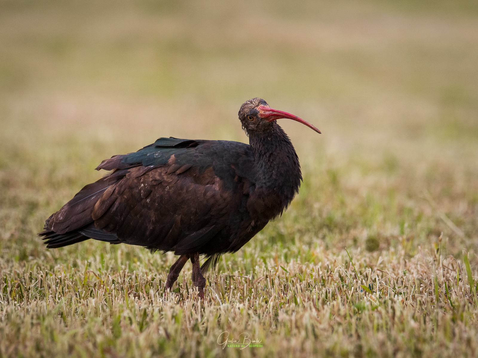 Hermit Ibis