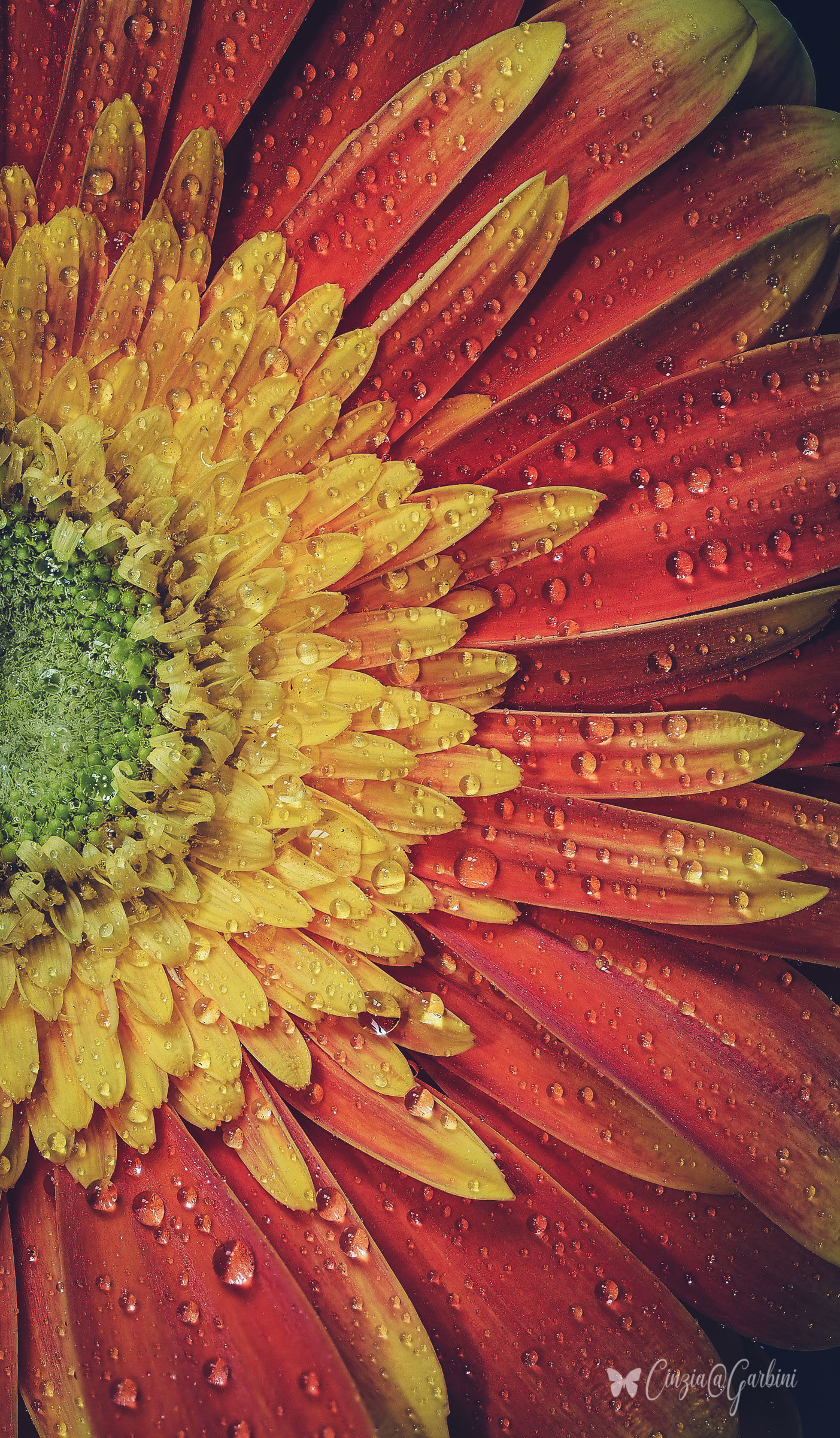 vintage intimancy flower - atto 2