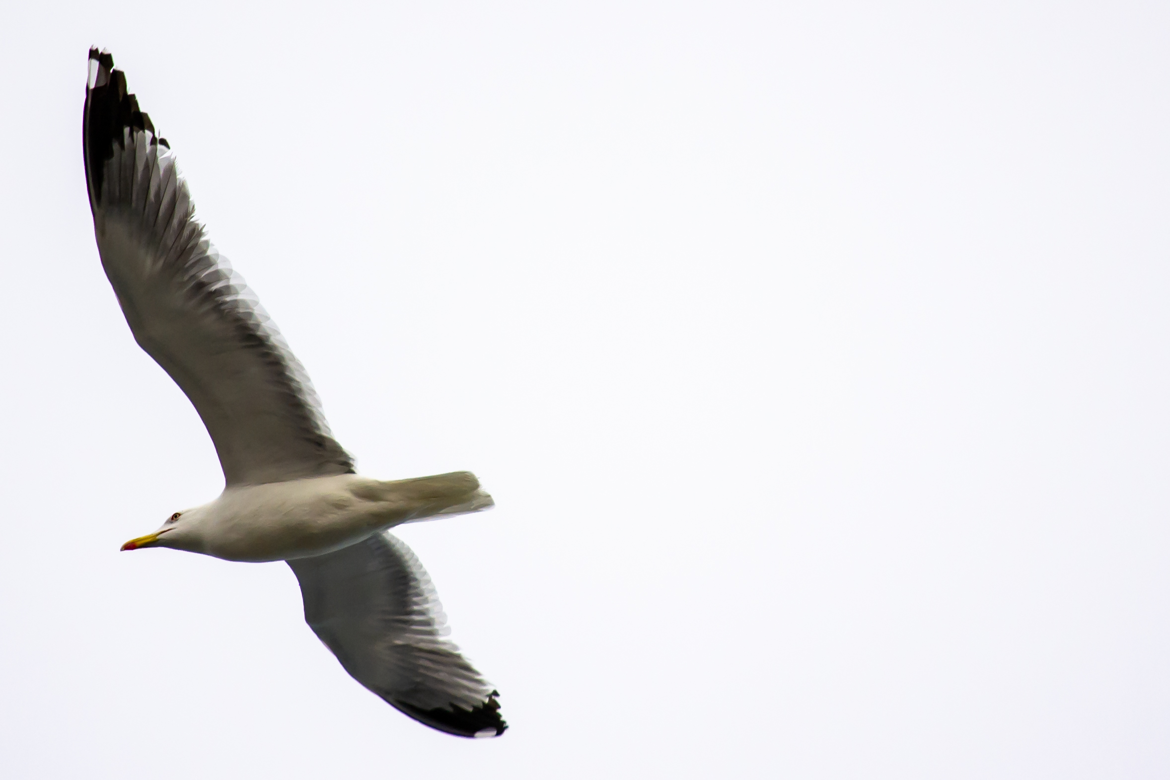 Jonathan Livingstone 1