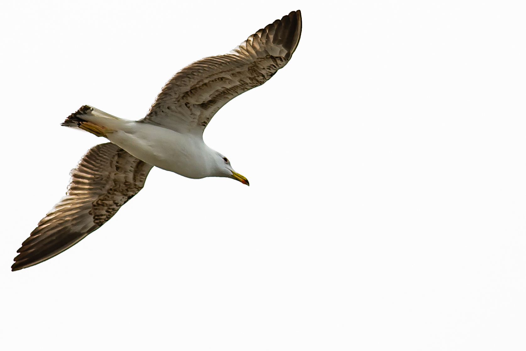 Jonathan Livingstone 3