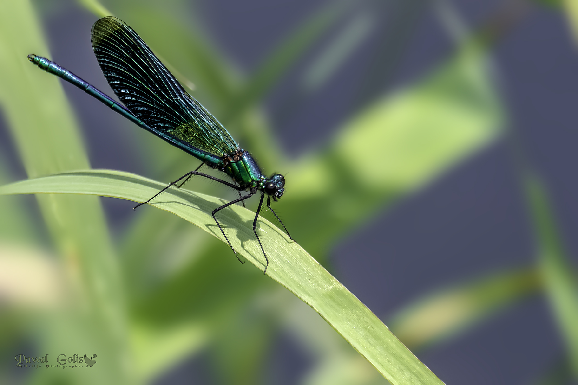 Calopteryx virgo