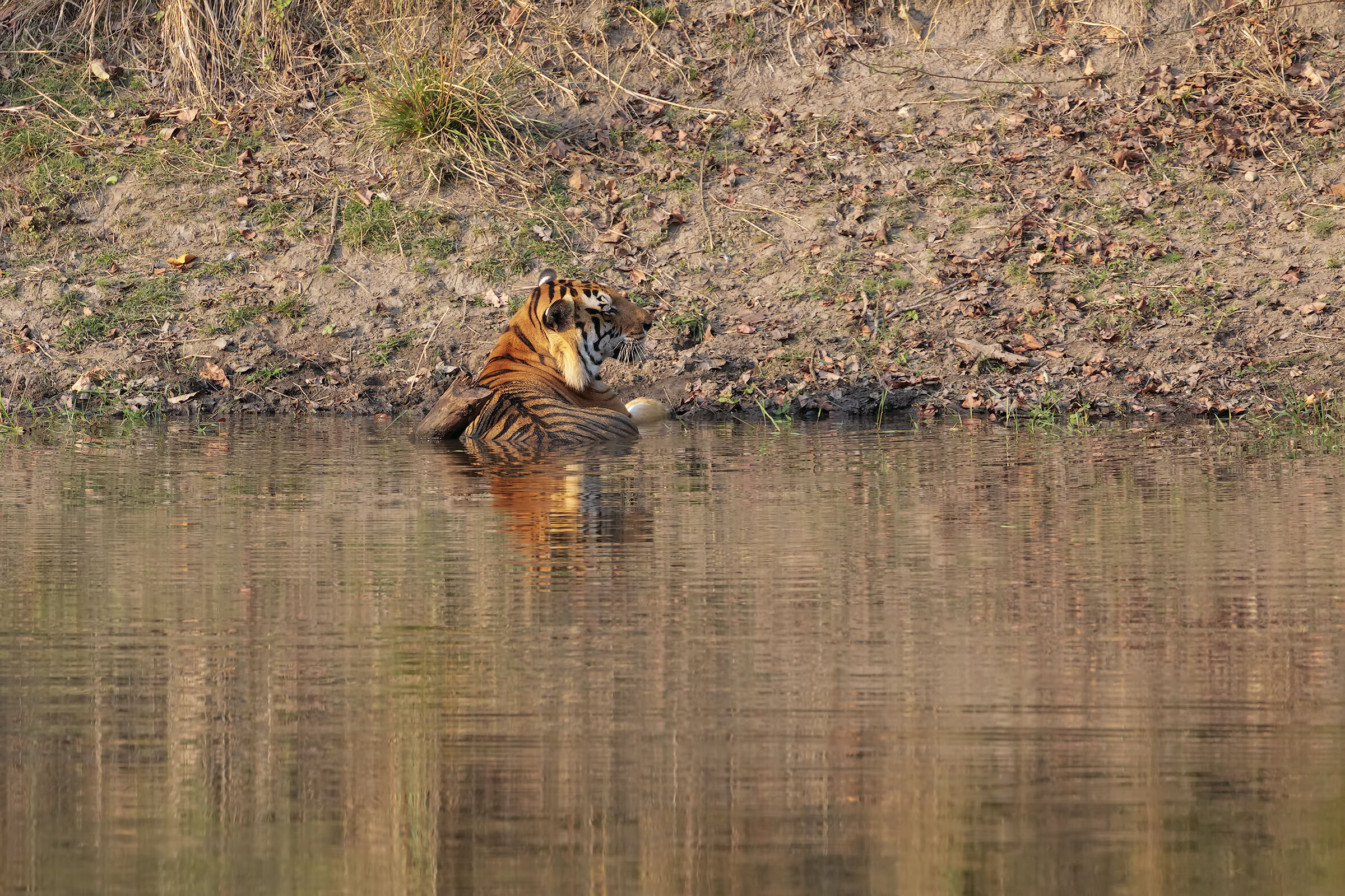 In the light of the sunset
