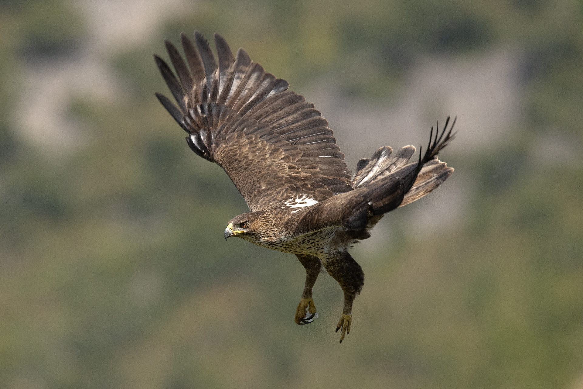 Aquila del Bonelli