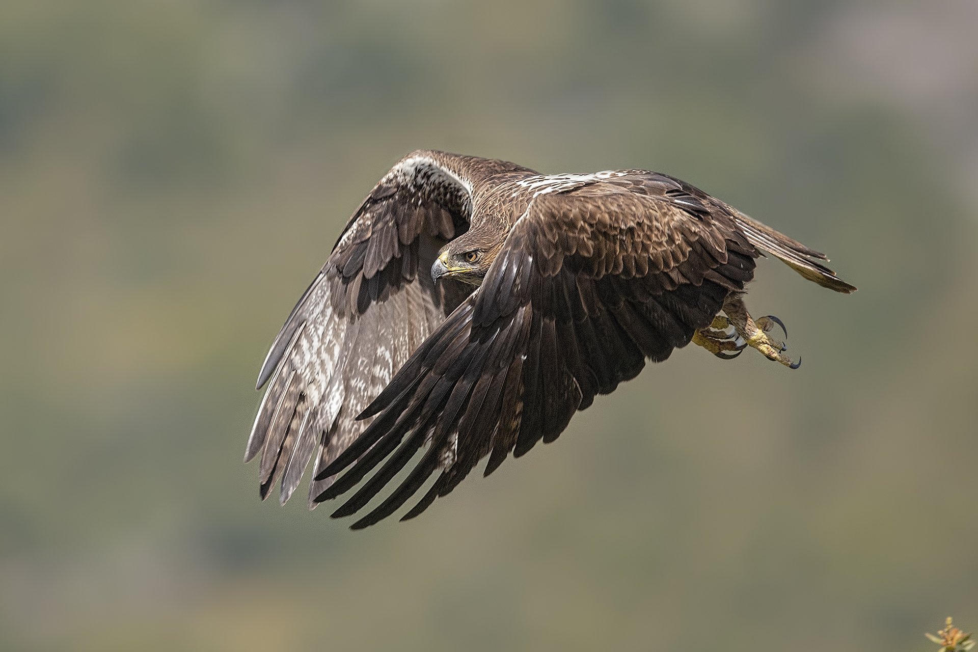 Aquila del Bonelli
