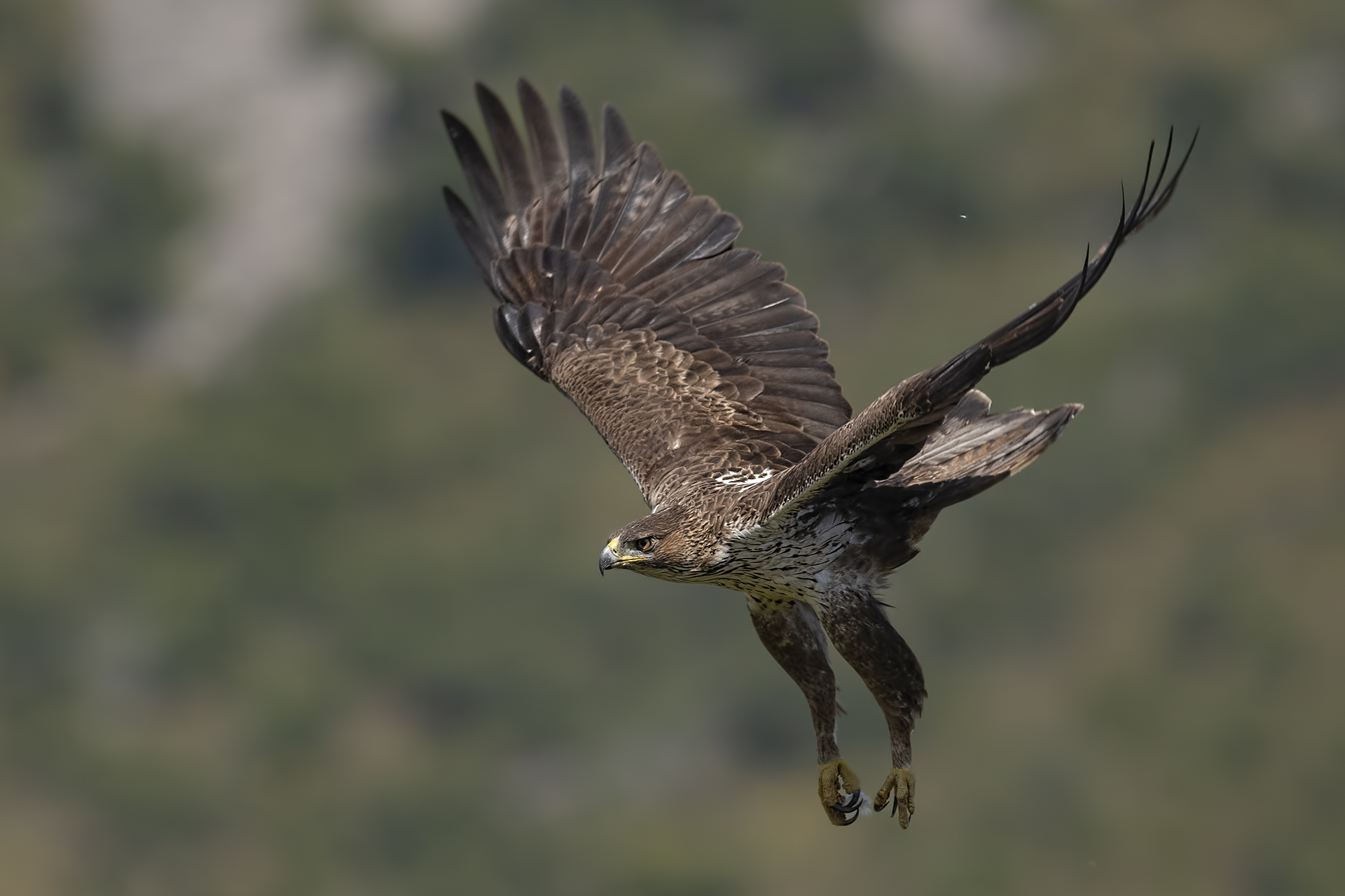 Aquila del Bonelli