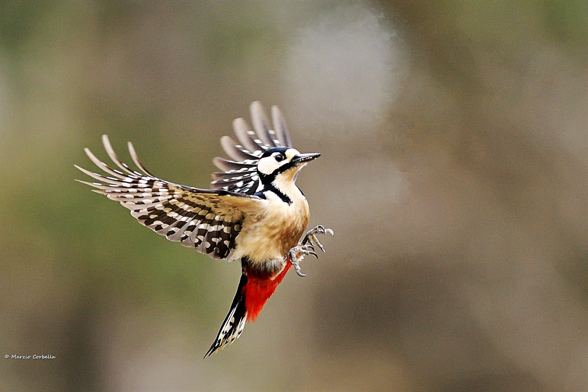Senior Red Woodpeckers