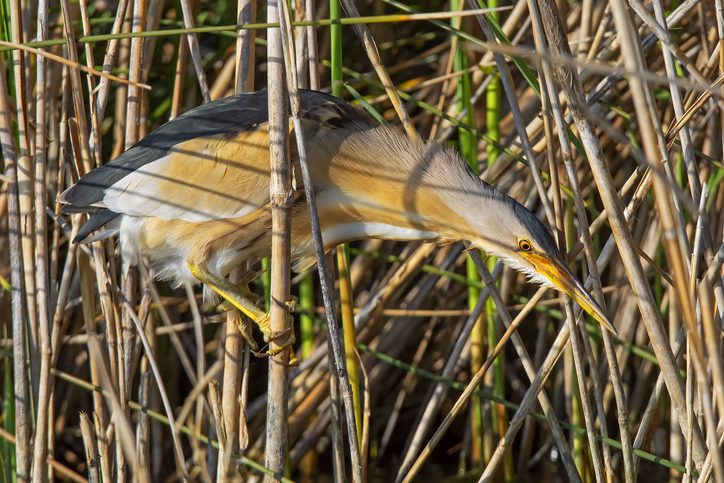 Male Bittern