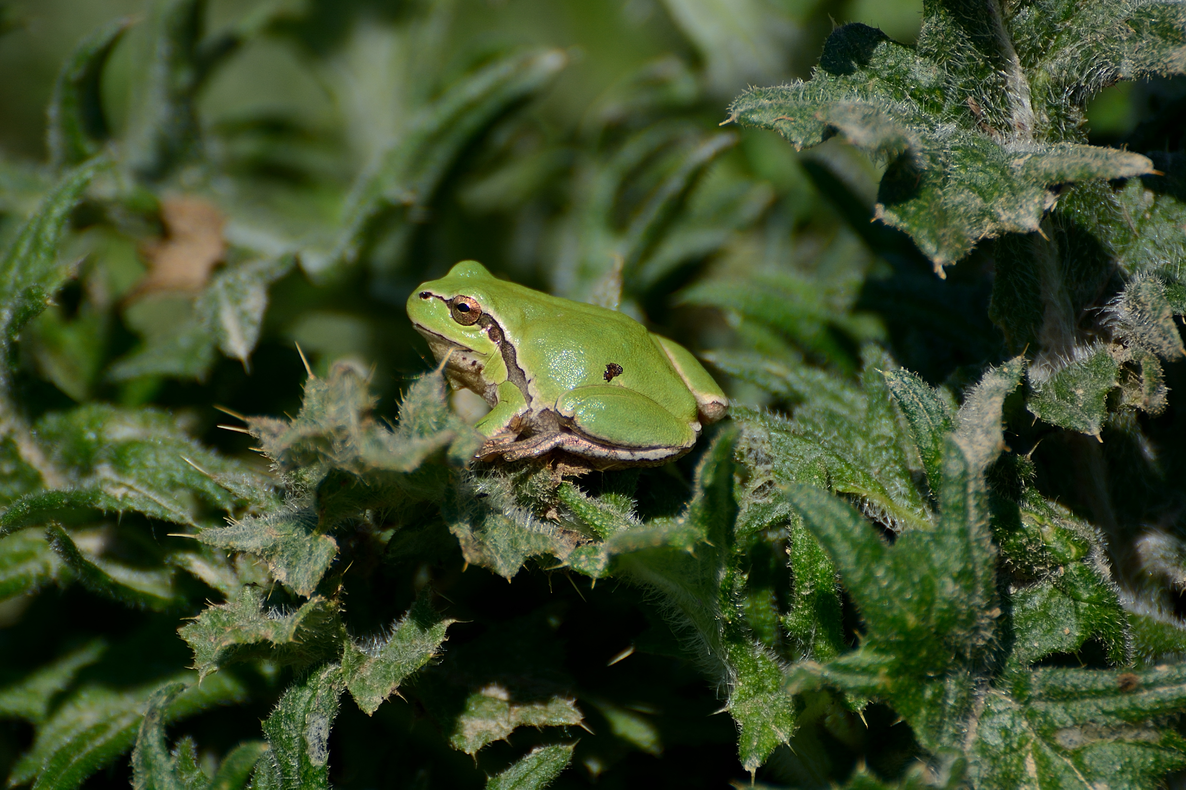 Tree Frog