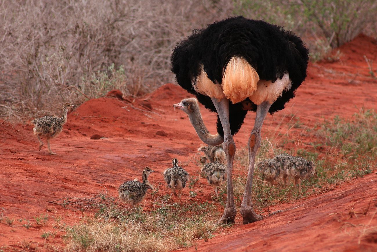 Lato B dello struzzo e di tutti gli struzzini!